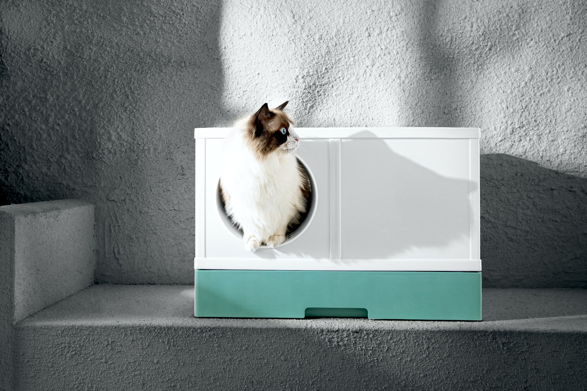 5 Fakten zur Katzentoilette